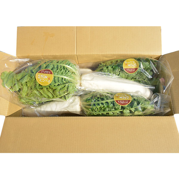 京都府舞鶴市 佐波賀だいこん 4本入 (1本1.5kg以上)【限定50点】【お届け期間：1月20日〜2月10日】【フードアルチザン】　商品画像1