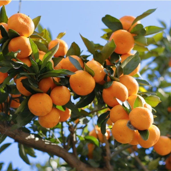 福岡県産山川みかん(マイルド130)4kg箱山川みかん4kg箱(L〜S)【お届け期間:12月10日〜12月25日】【NN】　商品画像1