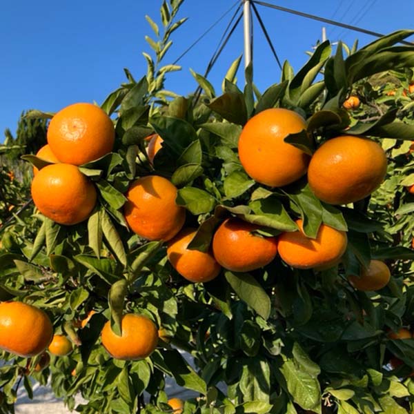 香川県産(JA香川県) 小原紅早生・さぬき紅 みかん 2.3kg【限定10点】【お届け期間：12月8日〜12月24日】【おいしいお取り寄せ】　商品画像1
