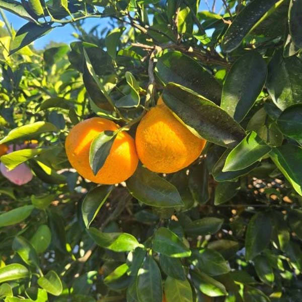 福岡県産(JA粕屋) 西南のひかり 2.5kg【限定200点】【お届け期間:1月15日〜1月31日】【おいしいお取り寄せ】 商品画像1