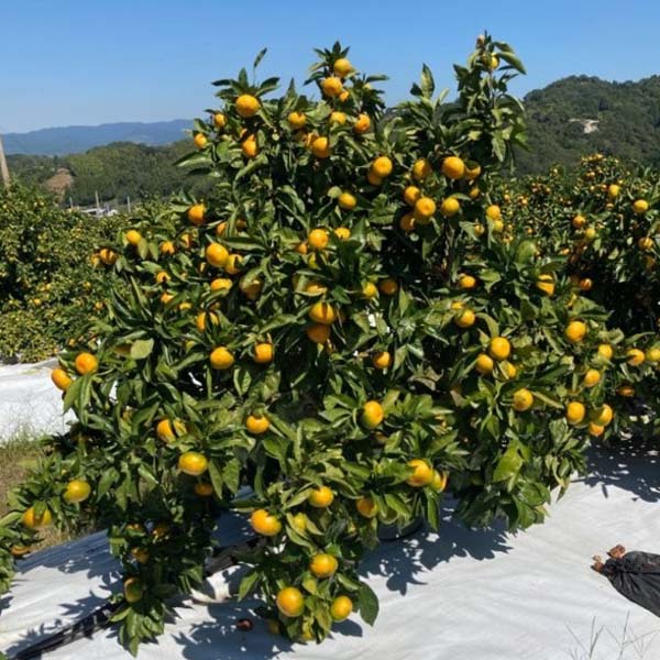 福岡県産(JA粕屋) 今村みかん(今村温州) 4.0kg【限定200点】【お届け期間：1月15日〜1月31日】【おいしいお取り寄せ】　商品画像1