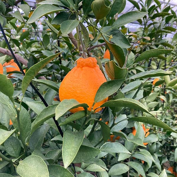 福岡県産(JA粕屋) デコポン 3.0kg【お届け期間：2月20日〜3月8日】【お買い得セール2月】　商品画像1