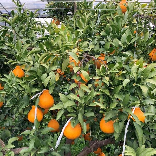 福岡県産(JA粕屋) デコポン 家庭用小玉 3.0kg【限定200点】【お届け期間：2月20日〜3月31日】【お買い得セール2月】　商品画像1