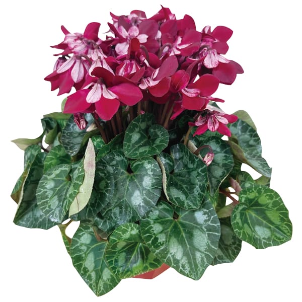 新潟県佐藤農園 シクラメン「ジックス」鉢直径約13.5cm、高さ約30cm、赤・ピンク系【お届け期間】2025/12/16‐2025/12/21【KN】　商品画像1