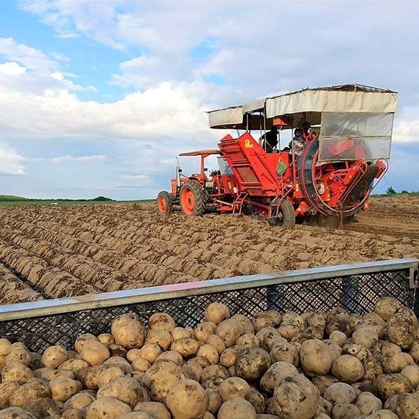北海道産(トップバリュ減の恵み) じゃがいも たまねぎ詰合せ 計5kg【限定200点】【お届け期間:12月20日〜12月30日】【イオンゴールドカード会員さま限定特別セール12月】 商品画像1