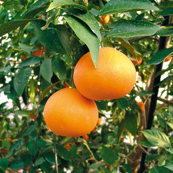 愛媛県産(JAえひめ中央中島選果場) 紅まどんな 1.2kg 青秀L〜2Lサイズ【限定50点】【お届け期間:12月8日〜12月25日】【おいしいお取り寄せ】 商品画像1