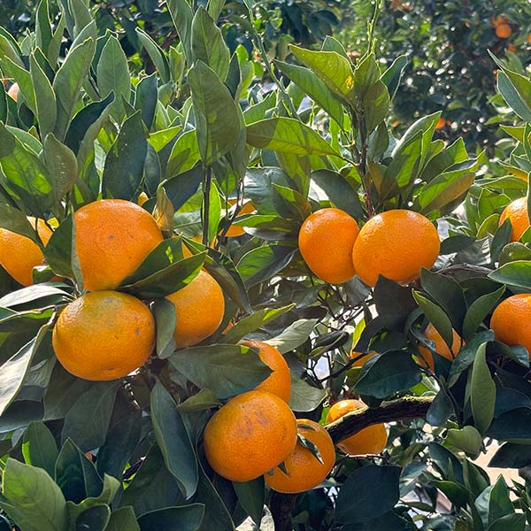 愛媛県産 中島育ちみかん 赤秀 5kg【お届け期間：12月10日〜12月28日】【おいしいお取り寄せ】　商品画像1