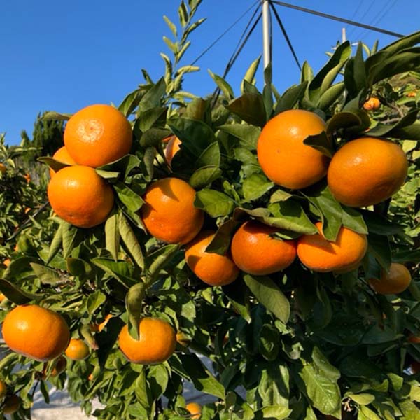 香川県産(JA香川県) 小原紅早生 金時紅 化粧箱入り 2.3kg【お届け期間：12月10日〜12月20日】【おいしいお取り寄せ】　商品画像1