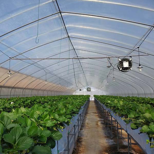 奈良県産(トップベリー) いちご 古都姫 化粧箱350g 1箱【限定50点】【お届け期間:2月10日〜3月30日】【おいしいお取り寄せ】 商品画像1