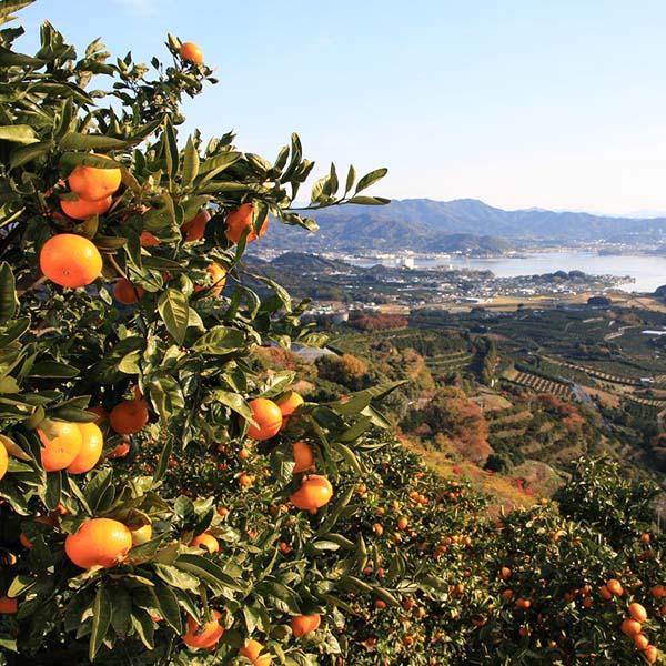 静岡県産(JAみっかび) 三ケ日 青島みかん 優品以上 7kg 3Lサイズ【お