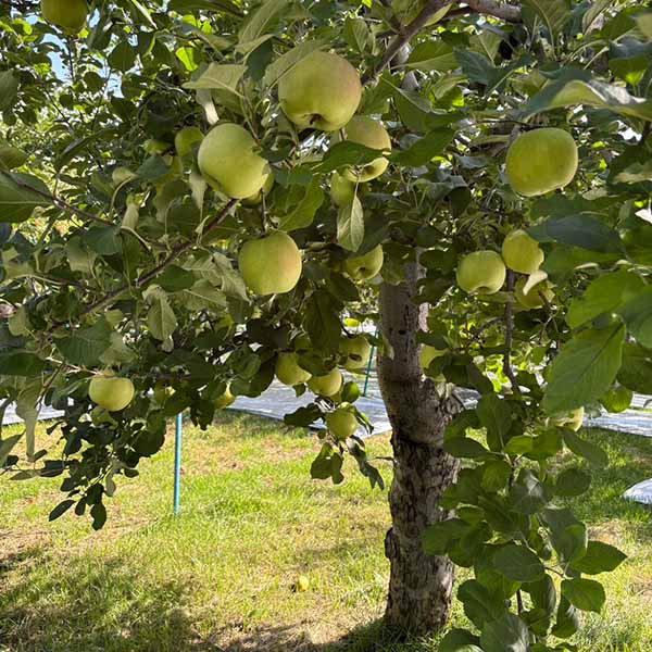 青森県産 田村さんのりんご 青林 3kg【限定50点】【お届け期間：1月10