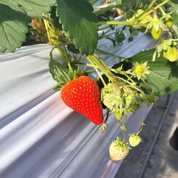 宮城県産 小林さんのいちご デラックス 赤 8〜15個【お届け期間：1月20日〜2月20日】【初売り】　商品画像1