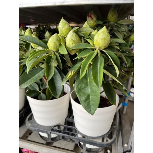 新潟県水澤園芸 シャクナゲ 鉢直径約18cm 高さ約60cm ピンク系【お届け期間】2026/02/07‐2026/02/14【バレンタイン】【KN】　商品画像1