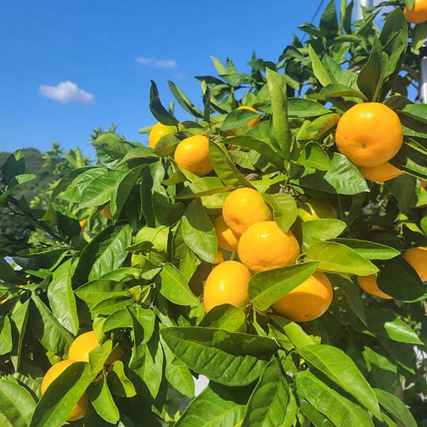 福岡県産 いち陽みかん 華たちばな 5kg 糖度12度以上【お届け期間:3月5日〜3月25日】【おいしいお取り寄せ】 商品画像1