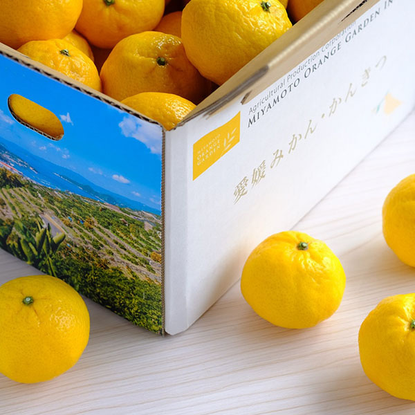 愛媛県八幡浜産 柑橘 媛小春 わけあり ご家庭用 4kg【限定500点】【お届け期間：2月10日〜3月10日】【お買い得セール1月】　商品画像1