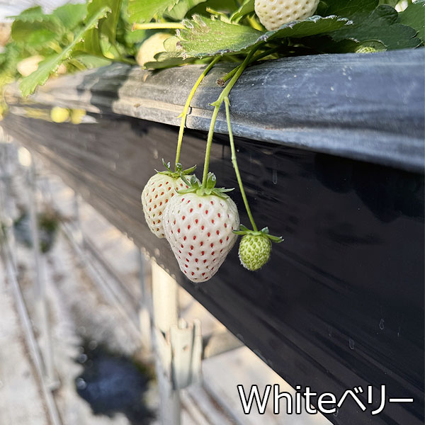 宮城県産 小林さんのいちご おまかせ4種詰合せ【限定200点】【お届け期間：2月1日〜2月28日】【お買い得セール1月】　商品画像1