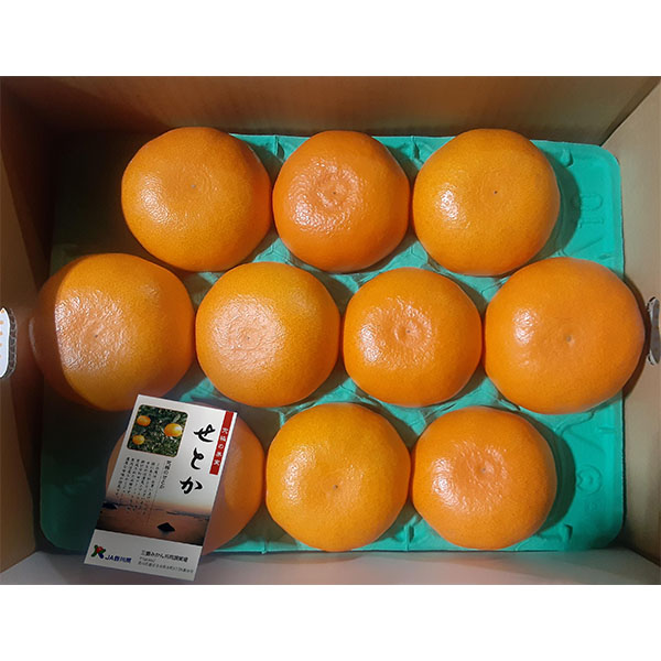 香川県 せとか 2.8kg以上化粧箱 1箱(7-12玉入)【お届け期間:2月5日〜3月14日】【NN】 商品画像1