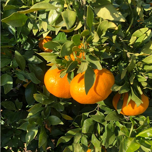 愛媛県 JAえひめ中央 甘平 計5kg以上 良4L〜2L【お届け期間:2月5日〜2月28日】【NN】 商品画像1