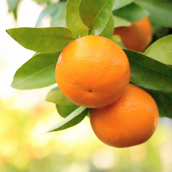 愛媛県 いよかん 計9kg以上 良3L〜L【お届け期間:2月5日〜2月28日】【NN】 商品画像1