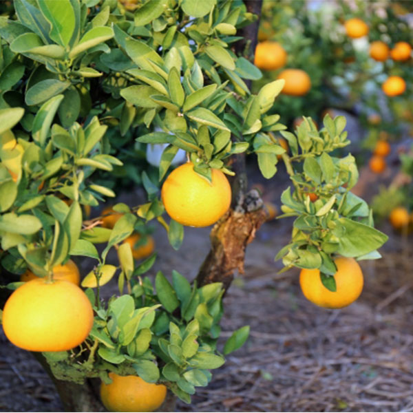 愛媛県 JAにしうわ みつる共選蜜るいよかん 計9kg以上 特秀3L〜L【お届け期間:2月5日〜2月28日】【NN】 商品画像1