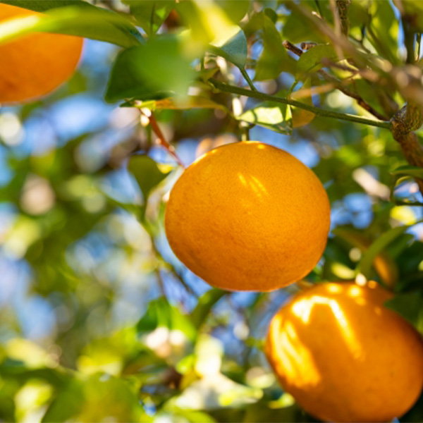 愛媛県 せとか(ご自宅用) 計5kg以上 3L〜S【お届け期間:3月1日〜3月30日】【NN】　商品画像1