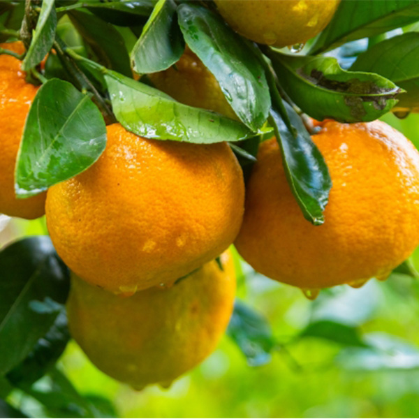 愛媛県 清見 計9kg以上 良以上 3L〜2L【お届け期間:3月5日〜4月14日】【NN】 商品画像1