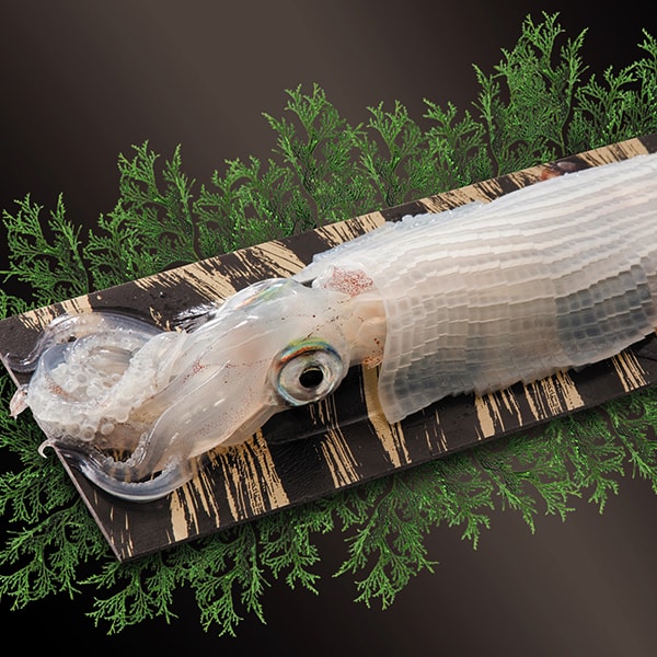 玄界灘産 剣先イカ姿造り1杯(100g)(L8095)【九州フェア】【サクワ】　商品画像1