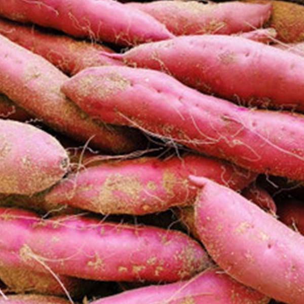 京都・山野農園 さつまいも 紅まいこ 3kg バラ【お届け期間：3月1日〜3月31日】【お買い得セール2月】　商品画像1