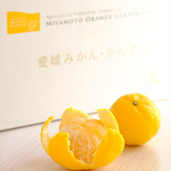 愛媛県八幡浜産 柑橘 媛小春 わけあり ご家庭用 4kg【限定500点】【お届け期間：2月20日〜3月10日】【お買い得セール2月】　商品画像1