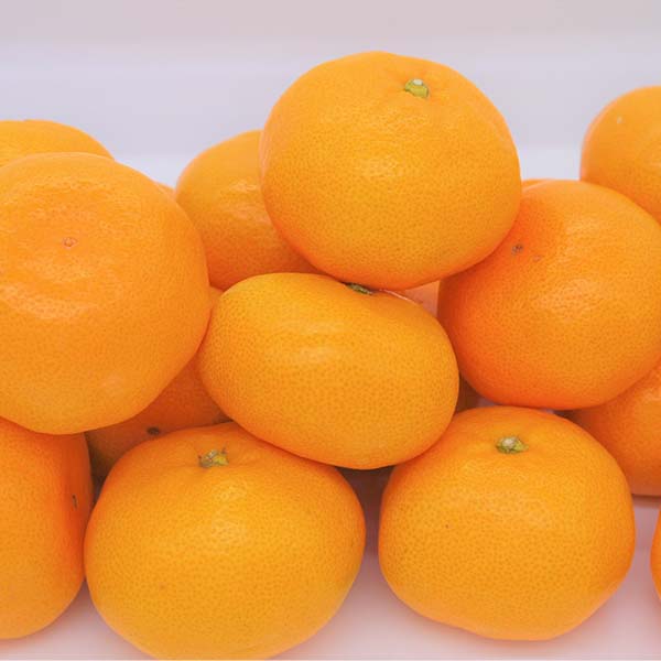 静岡県産(JAとぴあ浜松) 寿太郎みかん 3Lサイズ 2.7kg【限定300点】【お届け期間：2月24日〜3月15日】【お買い得セール2月】　商品画像1