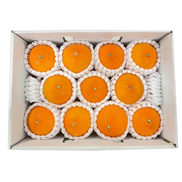 愛媛県産 柑橘 紅プリンセス【限定30点】【お届け期間：3月1日〜3月31日】【お買い得セール2月】　商品画像1