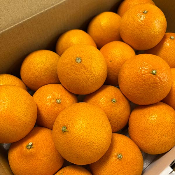 愛媛県産 柑橘 春あいか【限定100点】【お届け期間：3月1日〜3月31日】【お買い得セール2月】　商品画像1