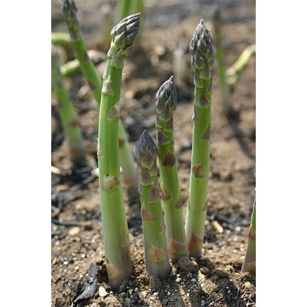 北海道産 ハウス栽培 グリーンアスパラガス Lサイズ 400g×2 計800g【お届け期間：4月8日〜5月10日】【イオンゴールドカード会員さま限定特別セール3月】　商品画像1