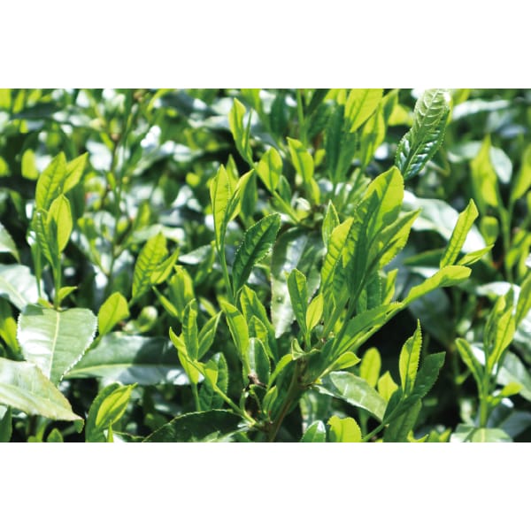 埼玉 新井園本店新茶 狭山茶詰合せ 缶85g×2缶【お届け期間】2026/05/25‐2026/06/10【超！春トク祭り】【KN】　商品画像1