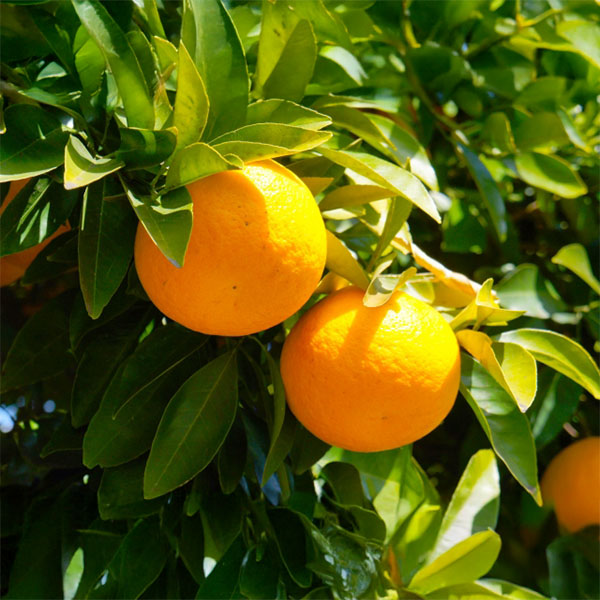 和歌山県産(JAわかやま ありだ地域本部)はっさく4.5kg【お届け期間:2026年3月10日〜2026年3月22日】【NN】 商品画像1