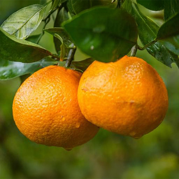 和歌山県産(JAわかやま ありだ地域本部)清見オレンジ5kg【お届け期間:2026年3月10日〜2026年3月25日】【NN】　商品画像1