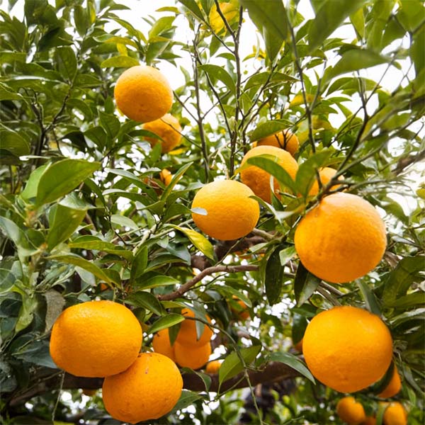 和歌山県産(JAわかやま ありだ地域本部)木成り紅はっさく4.5kg【お届け期間:2026年3月10日〜2026年3月25日】【NN】　商品画像1