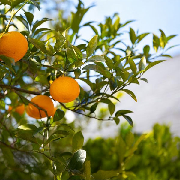 和歌山県産(JAわかやま ありだ地域本部)せとか5kg【お届け期間:2026年3月1日〜2026年3月25日】【NN】 商品画像1
