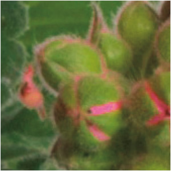 多田園芸 ゼラニューム「プリティリトルピンク」(SUSTEE付)【母の日】 商品画像1