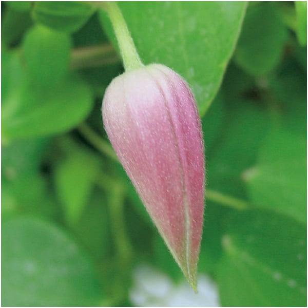 フローラハシモト クレマチス「プリンセスダイアナ」(SUSTEE付)【母の日】　商品画像1