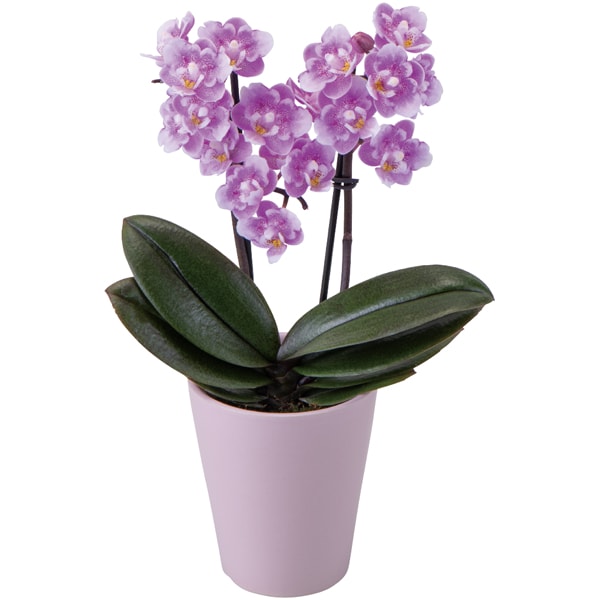 椎名洋ラン園 フリンジ咲きマイクロ胡蝶蘭「ダイヤモンドさくら」2本立(SUSTEE付)【母の日】　商品画像1