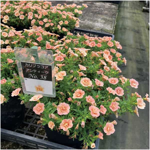 ジョルディカワムラ カリブラコアアンティーク No.38(SUSTEE付)【母の日】 商品画像1