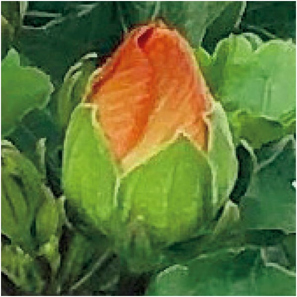 紅和園 ハイビスカス「プチオレンジ」(SUSTEE付)【父の日】　商品画像1