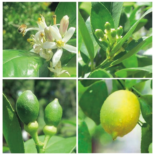 水澤園芸 レモンの木「サイパン」(SUSTEE付)【父の日】　商品画像1