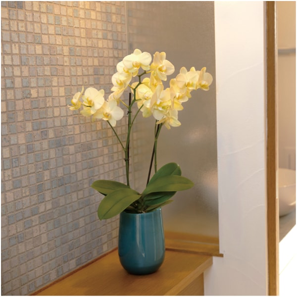 ranto ミディ胡蝶蘭「カーリー」2本立ち【父の日】　商品画像1