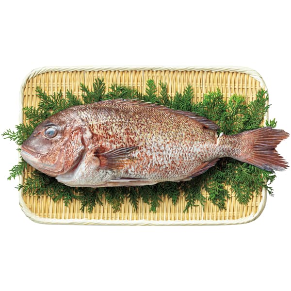 三重 尾鷲物産 三重県産活〆養殖真鯛（ウロコ、エラ、ワタ取り）【CB】　商品画像1