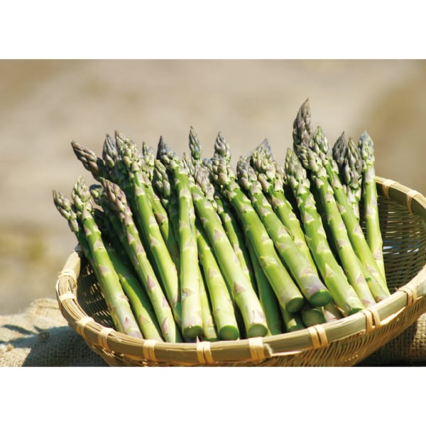 北海道 ハウス栽培グリーンアスパラガス＆夕張メロンピュアゼリー(L400g、80g×6個)【お届け期間:5月7日〜5月10日】【MK】　商品画像1