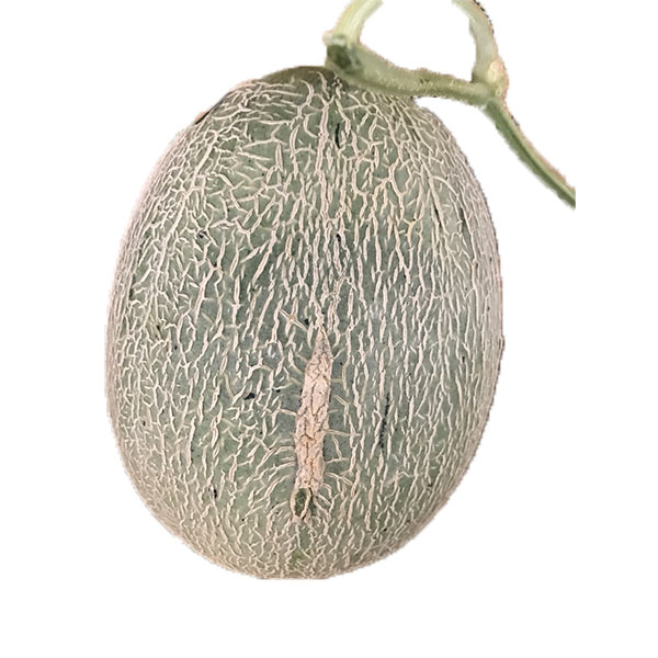 北海道夕張市産 JA夕張市 夕張メロン 大箱 3〜6個 ご自宅用【限定500点】【お届け期間:6月11日〜8月15日】【GW】 商品画像1