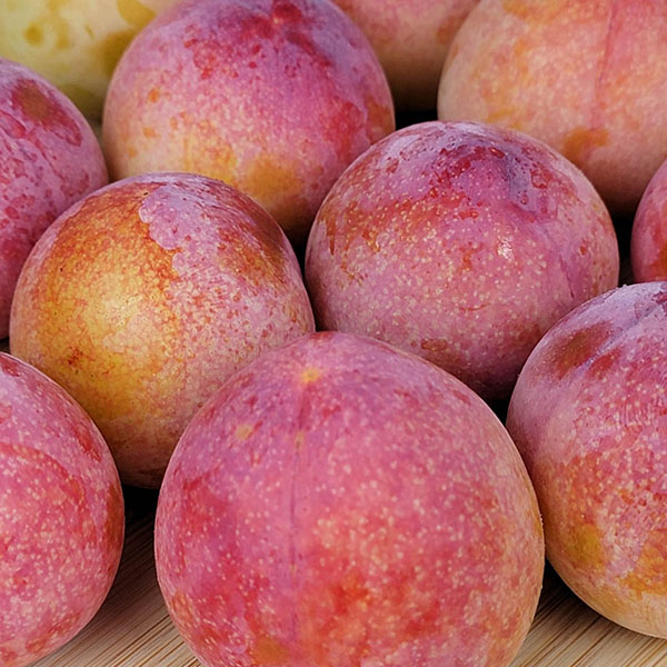 熊本県産すもも ハニーローザ 2パック【限定30点】【お届け期間：5月25日〜6月30日】【GW】　商品画像1