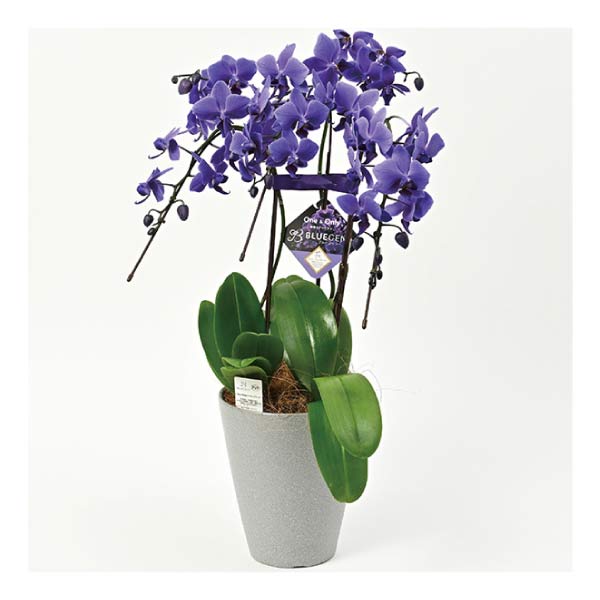 石原産業 胡蝶蘭「BLUE GENE(ブルージーン)」(SUStee付)3本立ち(お届け期間：7/1〜8/15)【夏の贈りもの・お中元】　商品画像1